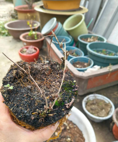 家庭养花用生根粉