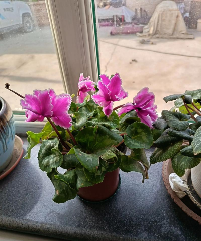 仙客来开花得多久