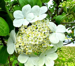 琼花盛花期多久