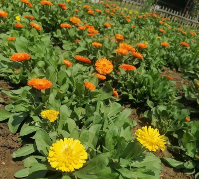 金盏花是什么花属