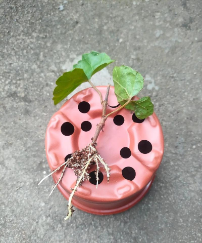 红宝石扦插多久生根