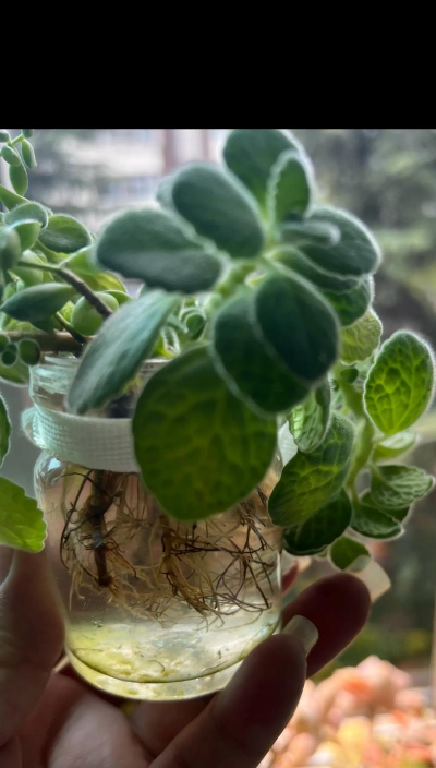 家庭养花用生根粉