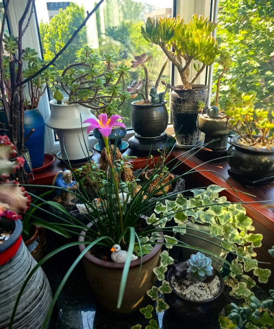 家庭养花用生根粉