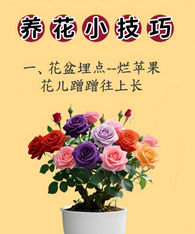 家庭养花用生根粉