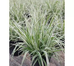 花叶芦竹冬季如何修剪