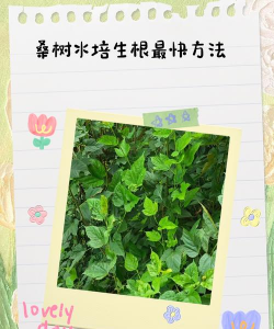 桑树水培多久能生根