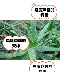 吃皂质芦荟什么副作用
