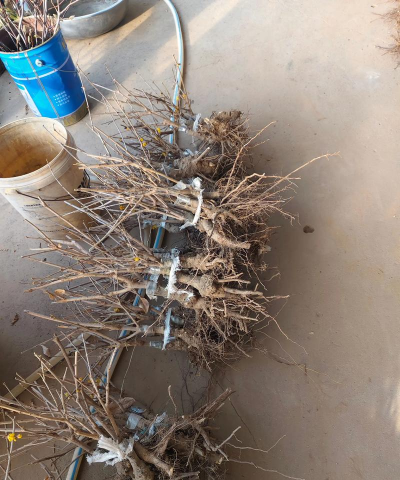 家庭养花用生根粉