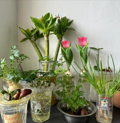 家庭养花用生根粉