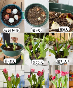 郁金香花能开多久
