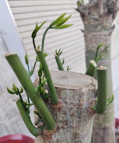 家庭养花用生根粉