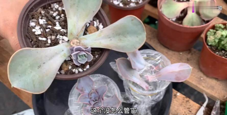 家庭养花用生根粉