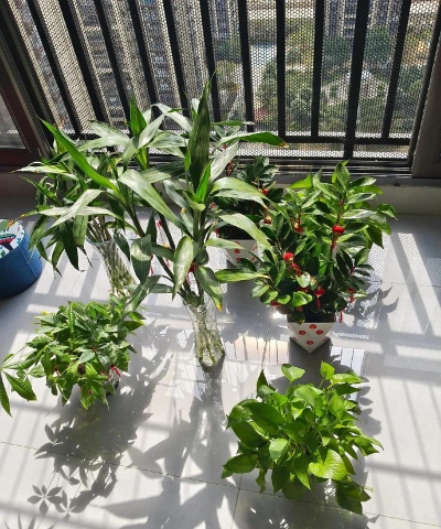 家庭养花用生根粉