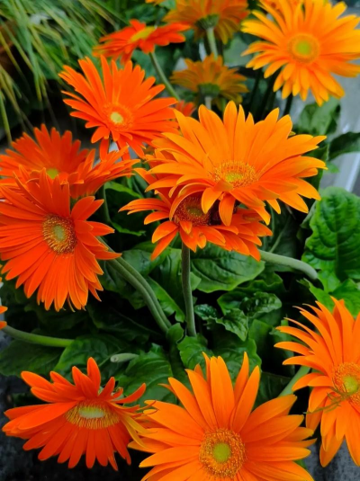 非洲菊是什么状花材