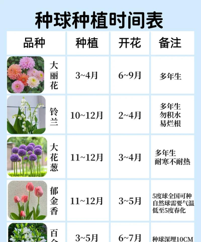 花种球能放多久