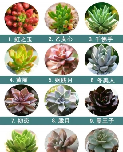 什么多肉植物可以分株