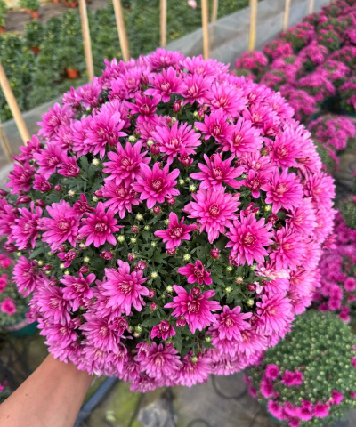 千头菊多久开花