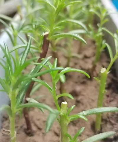 家庭养花用生根粉