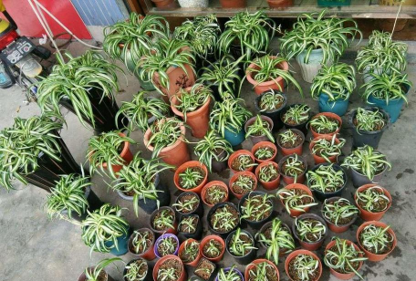 家庭养花用生根粉