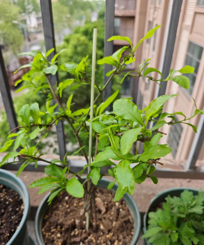 家庭养花用生根粉