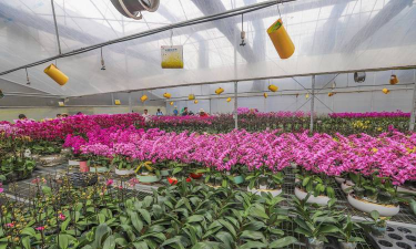 家庭养花用生根粉