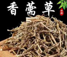 香薷的花期延续多久