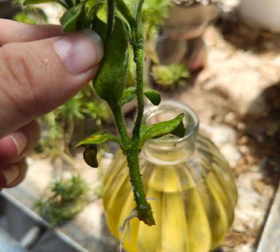 家庭养花用生根粉