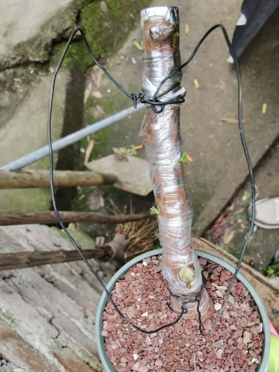 家庭养花用生根粉