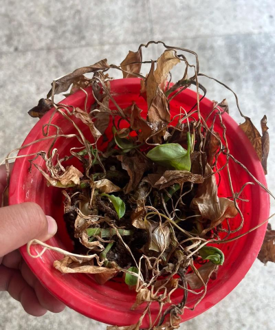 家庭养花用生根粉