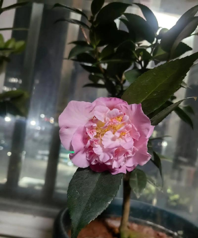 爱养花菇凉