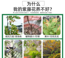 家庭养花用生根粉