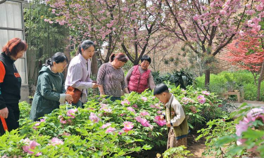家庭养花用生根粉
