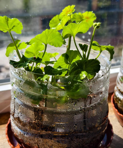 家庭养花用生根粉