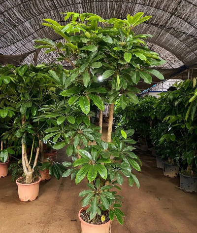 大叶伞的特征是什么