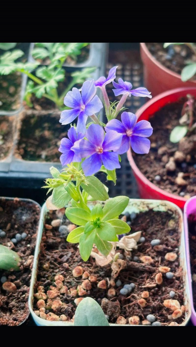 家庭养花用生根粉