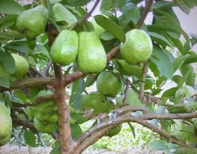 芭乐果生长在什么地方