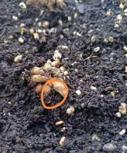 家庭养花用生根粉