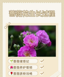 蔷薇几月开花能开多久