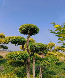 金叶榆灌木什么时间修剪