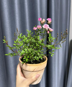 家庭养花用生根粉