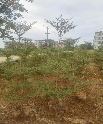 小叶榄仁种多久