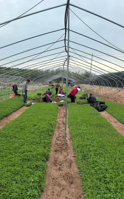 流体直播方法让甜叶菊种植成本减半