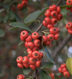 什么植物的果实称为红宝