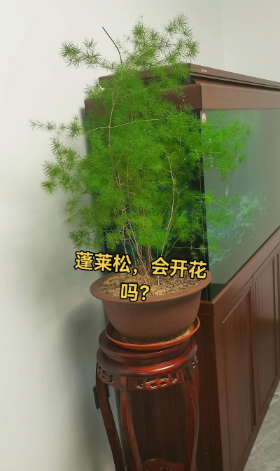 蓬莱松能保存多久
