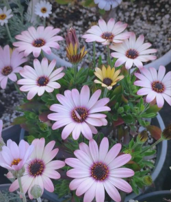 蓝目菊多久施肥