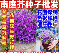 南庭芥多久开花