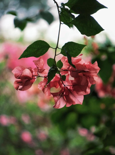 大片叶的花有什么花