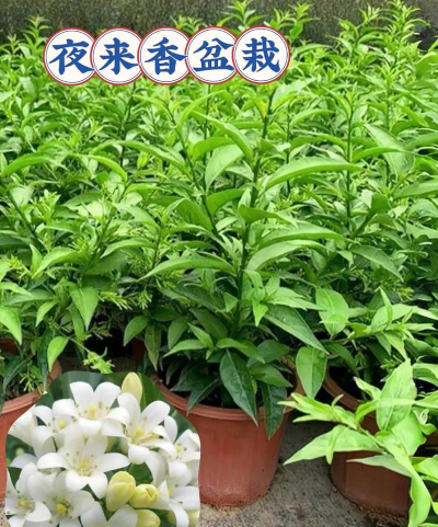 夜来香树有什么好处