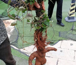 何首乌能长在什么地方