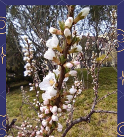 像毛樱桃的花是什么